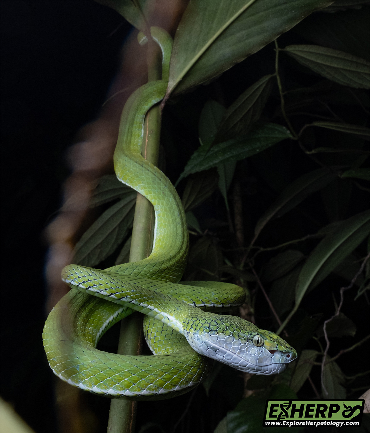 Hagen's pit viper (Trimeresurus hageni).
