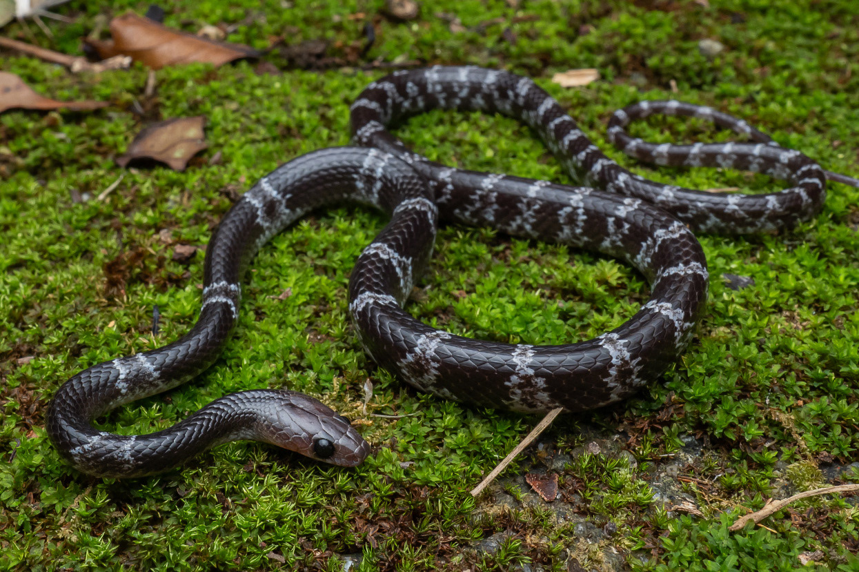Butler's mountain wolf snake (Lycodon butleri).