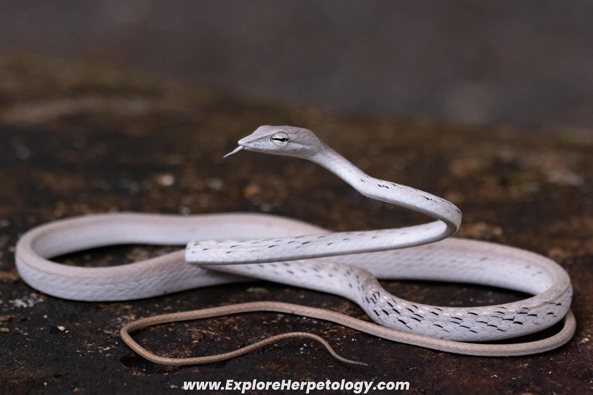 White morph vine snake (Ahaetulla sp.).