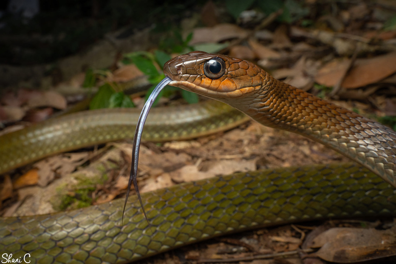 White-bellied rat snake (Ptyas fusca).