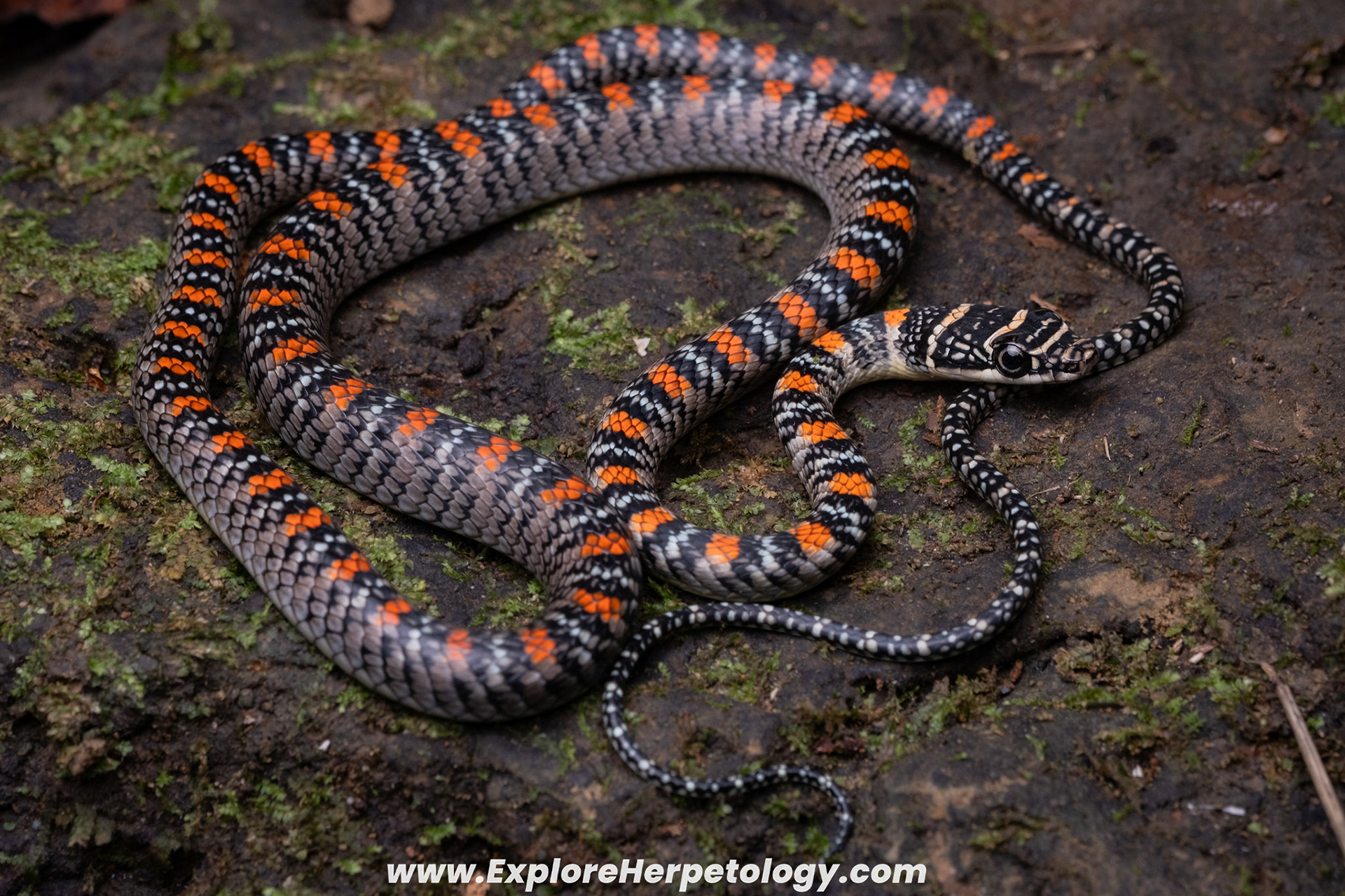 Philippine paradise flying snake (Chrysopelea p. variabilis).