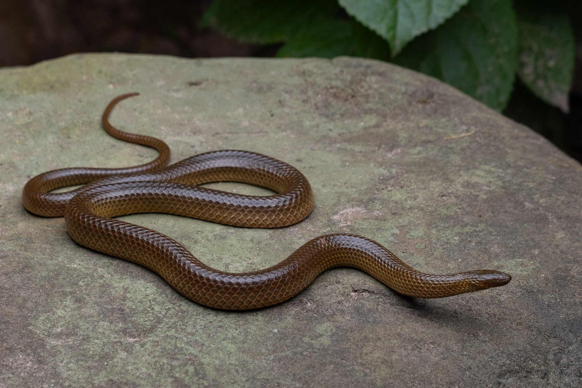 Spencer's stream snake (Opisthotropis spenceri)