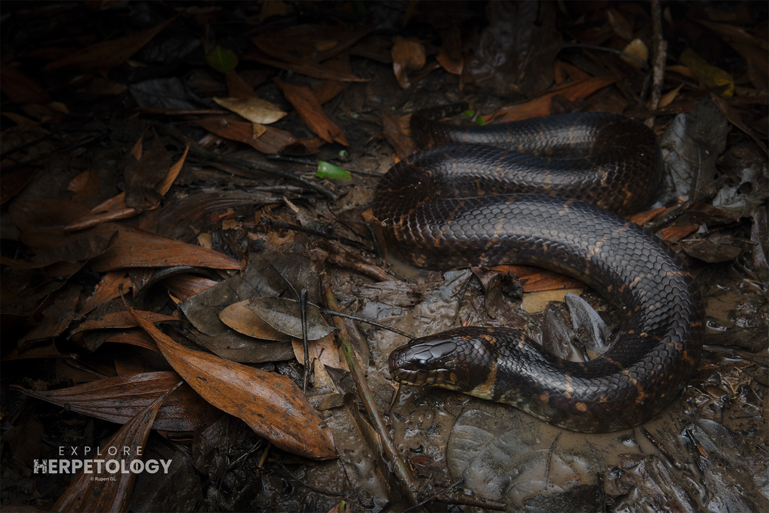 Bocourt’s mud snake (Subsessor bocourti)