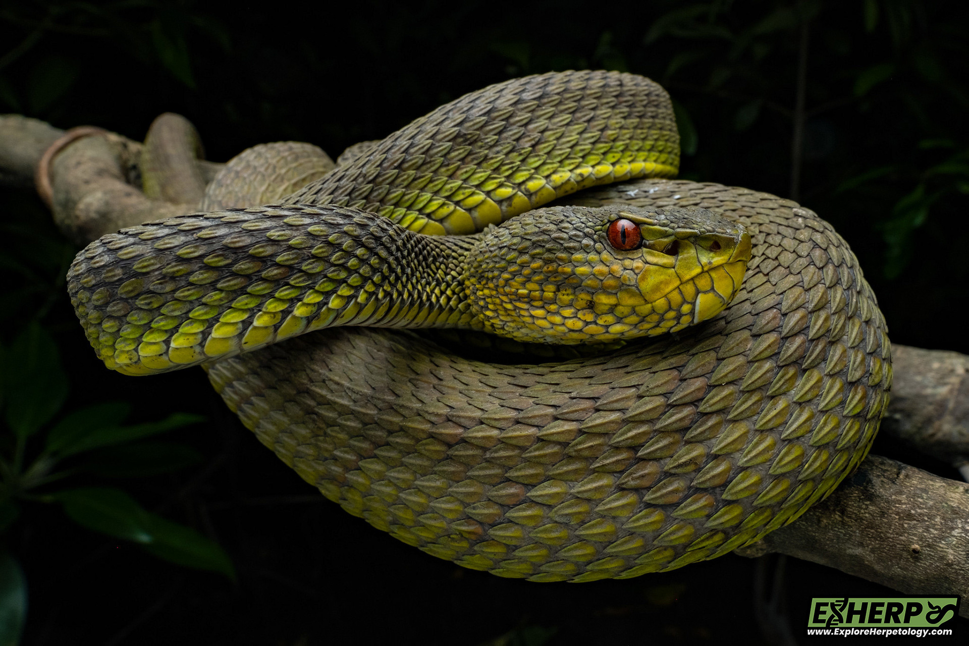 A yellowish-green mangrove pit viper (Trimeresurus purpureomaculatus).