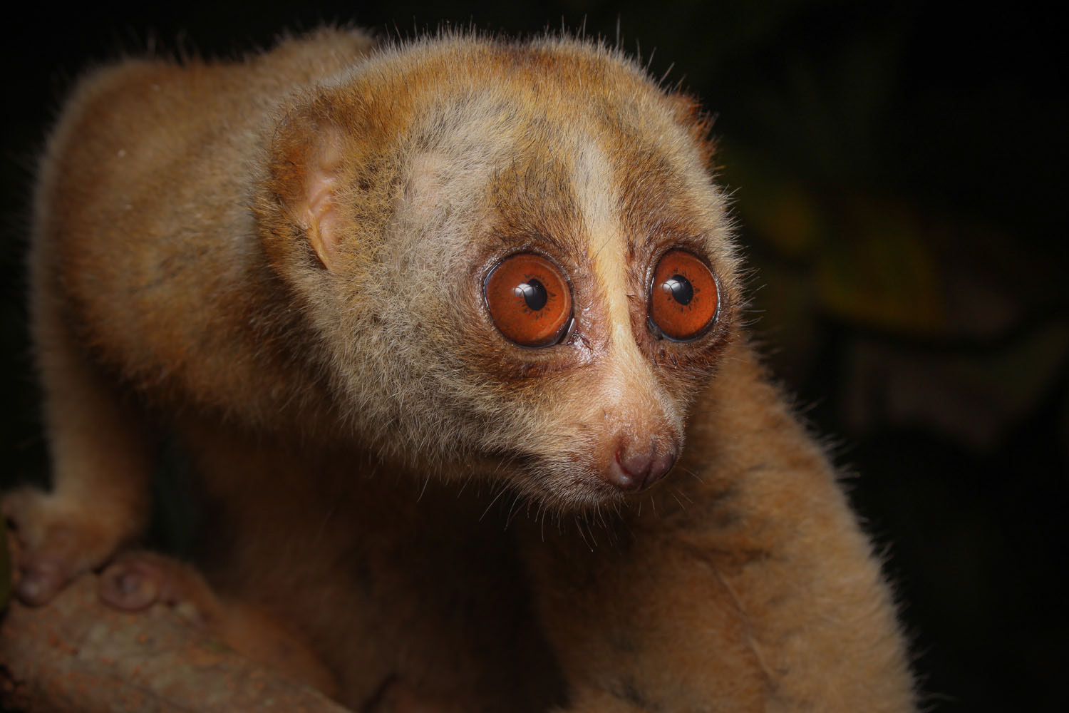 Slow loris (Nycticebus coucang)