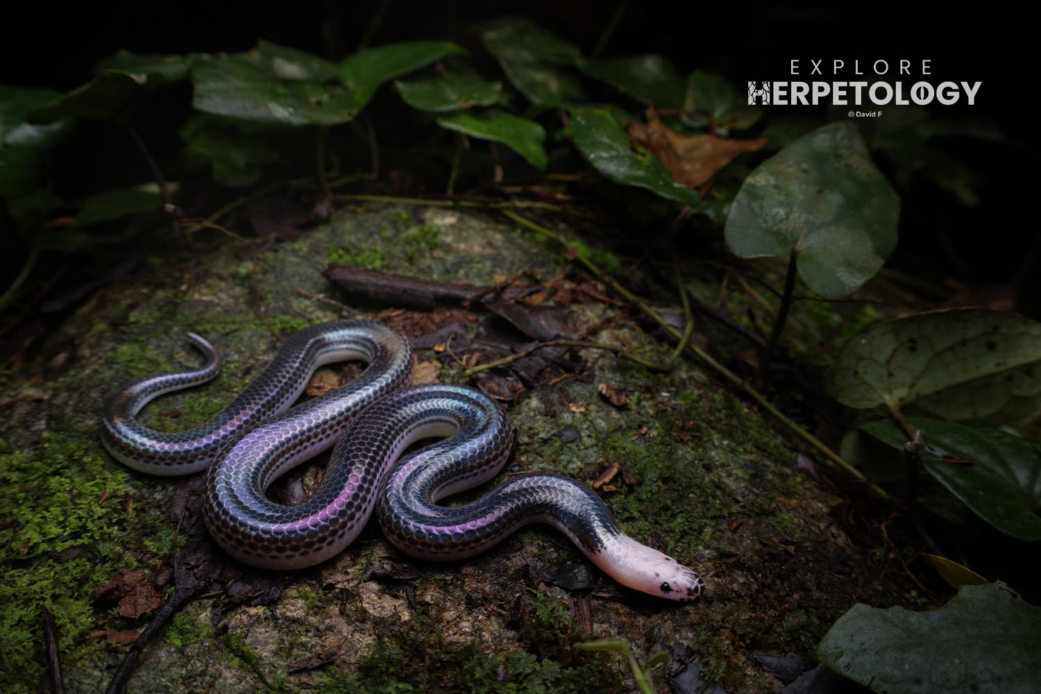 Juvenile sunbeam snake (Xenopeltis unicolor)
