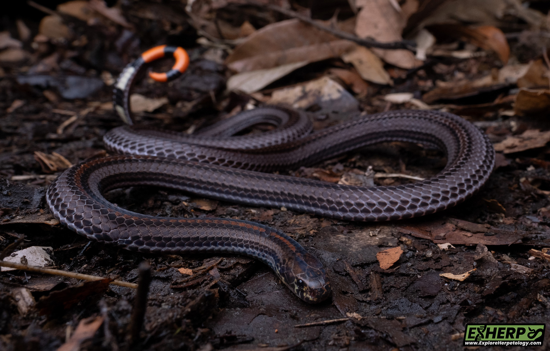 Malayan banded coral snake (Calliophis intestinalis)