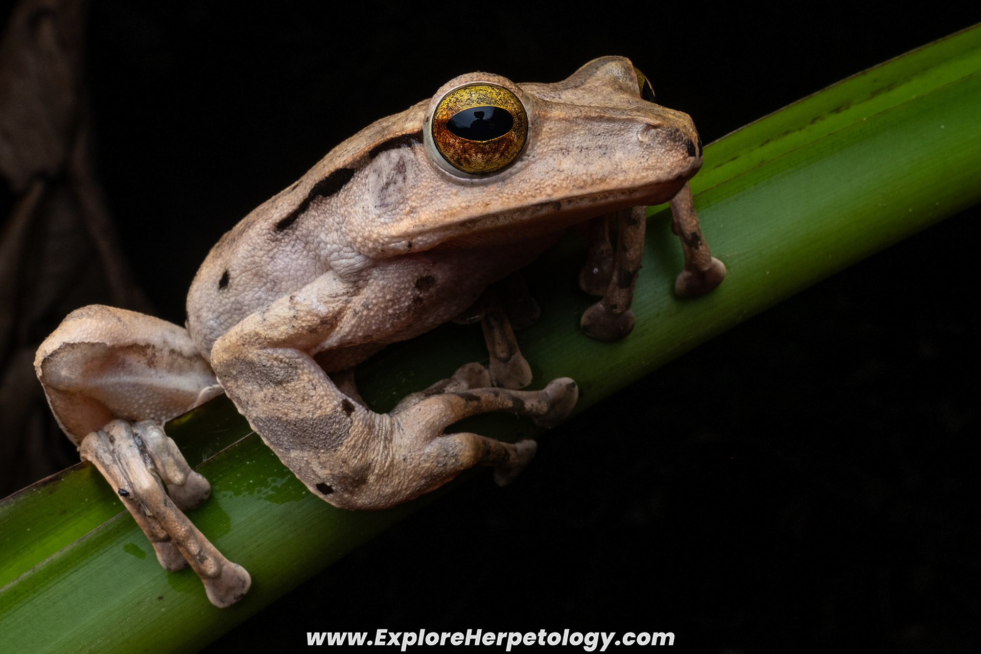 Burmese tree frog (Polypedates mutus).