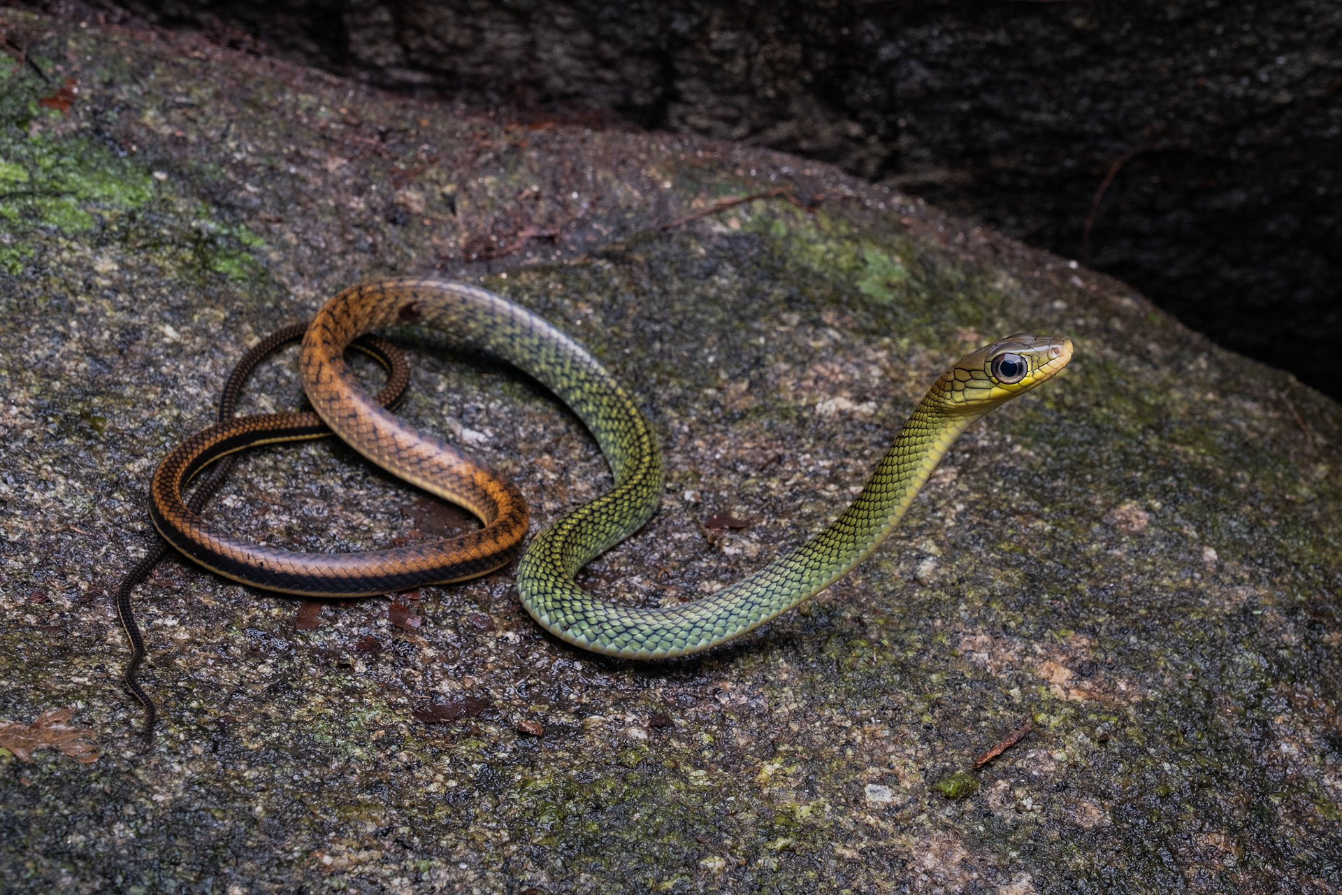 White-bellied ratsnake (Ptyas fusca)