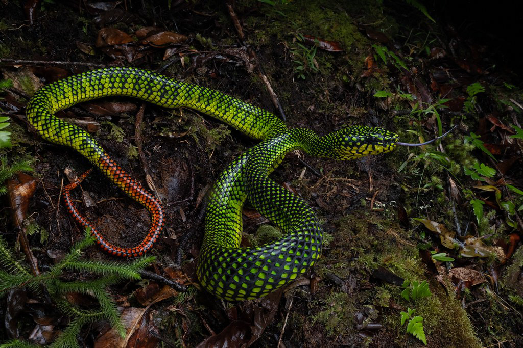 Malcolm's pit viper (Trimeresurus malcolmi)