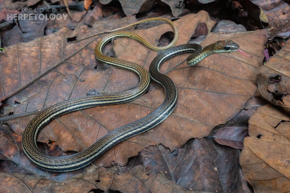 Striped bronzeback (Dendrelaphis caudolineatus)