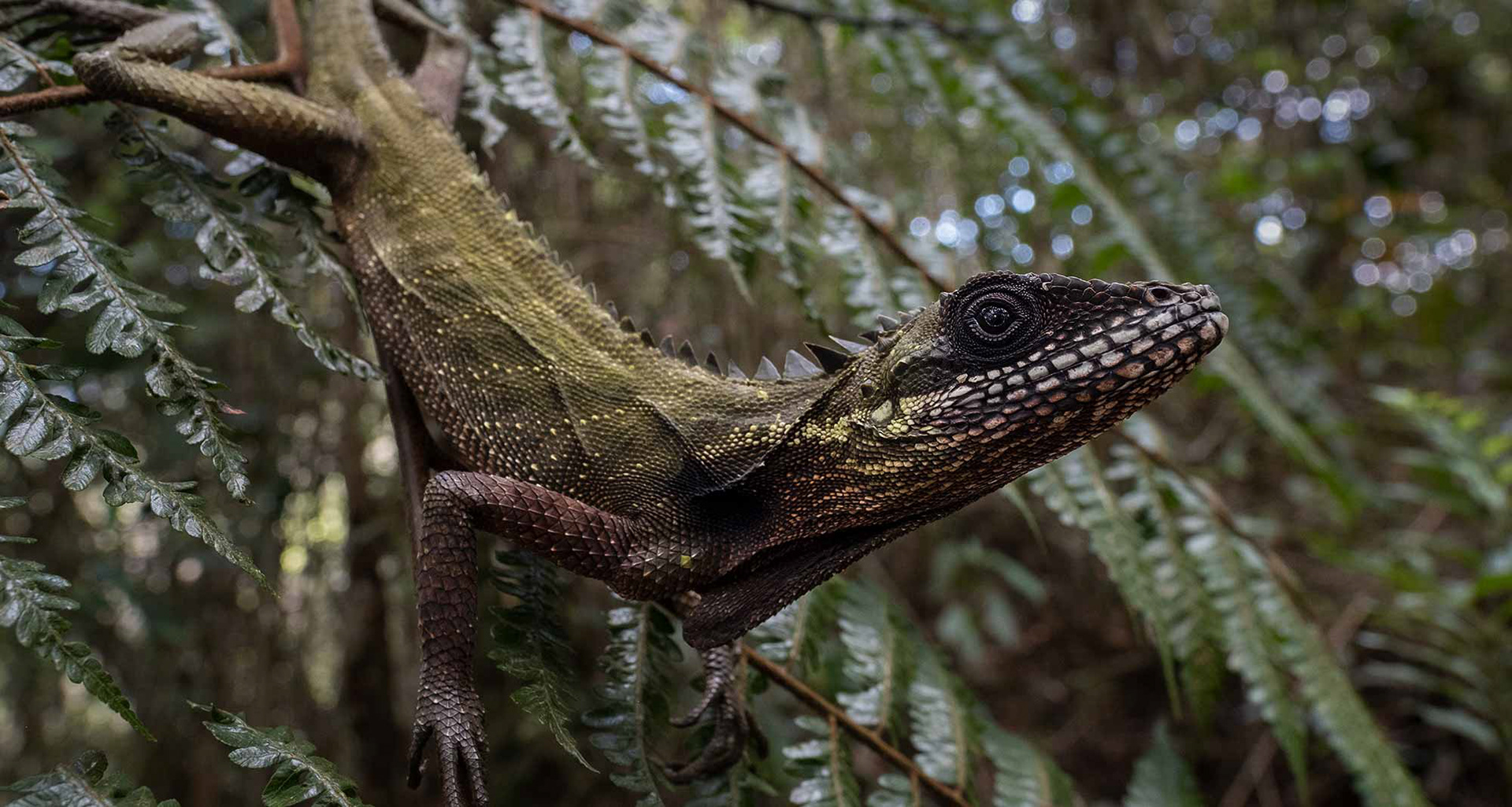 Malayan mountain dragon (Malayodracon robinsonii). 
