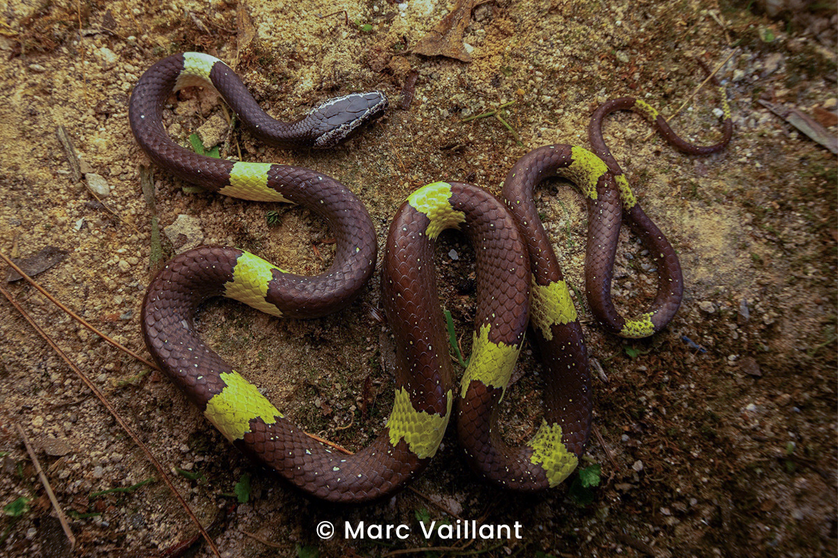 Scarce wolf snake (Lycodon effraenis).
