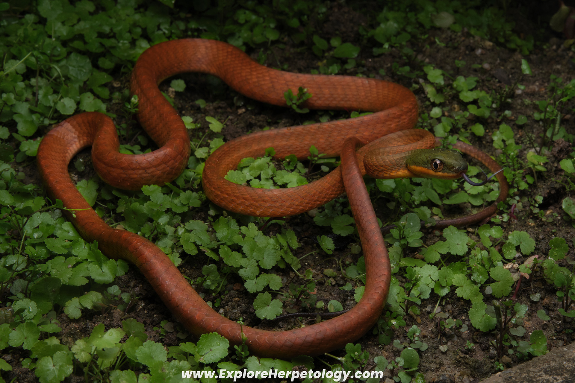 Dark-headed cat snake (Boiga nigriceps).