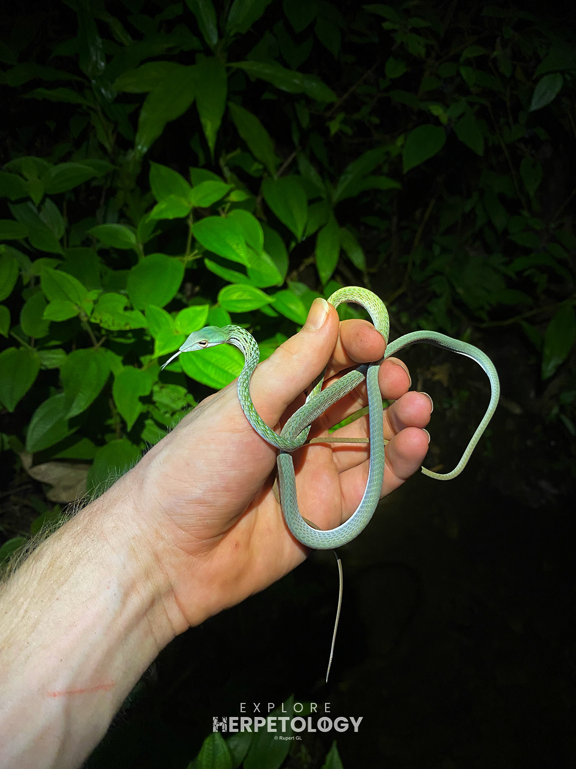 Oriental vine snake (Ahaetulla prasina)