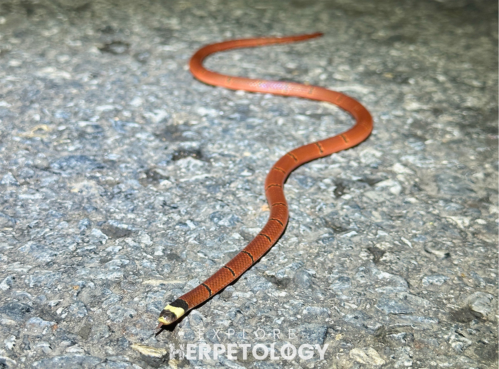 Coral snake