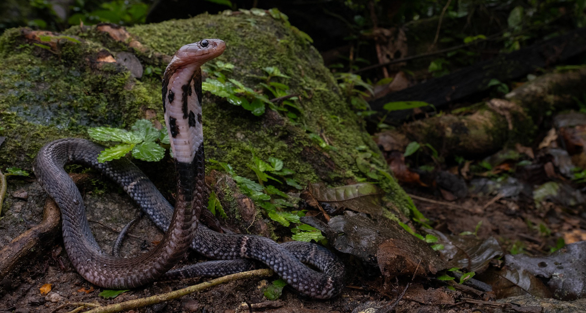 Sumatran cobra (Naja sumatrana).