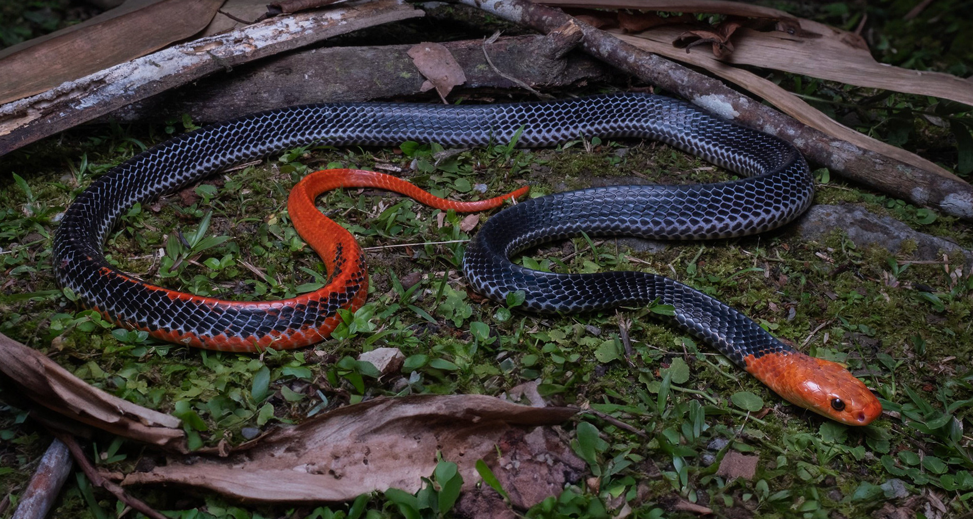 Red-headed krait (Bungarus flaviceps).