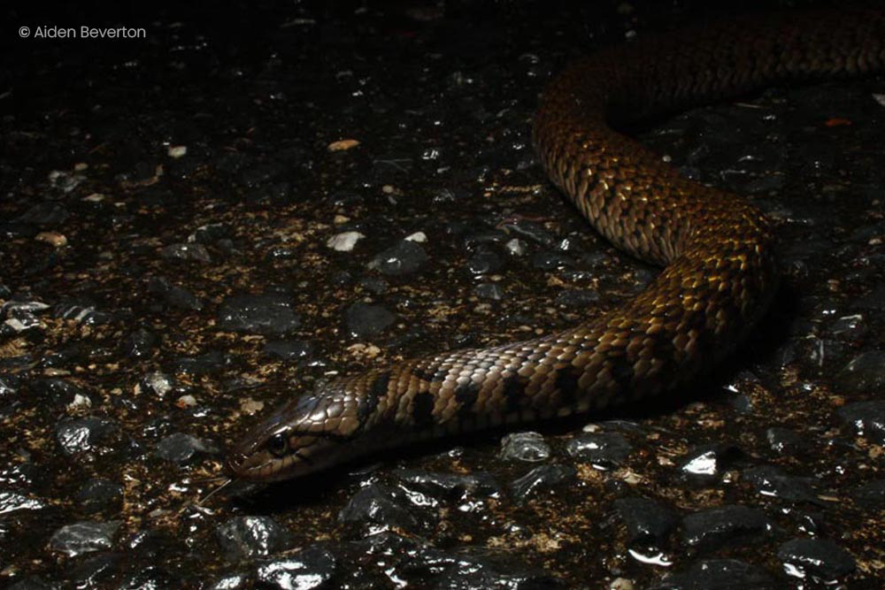 Yellow-spotted keelback (Fowlea flavipunctatus)