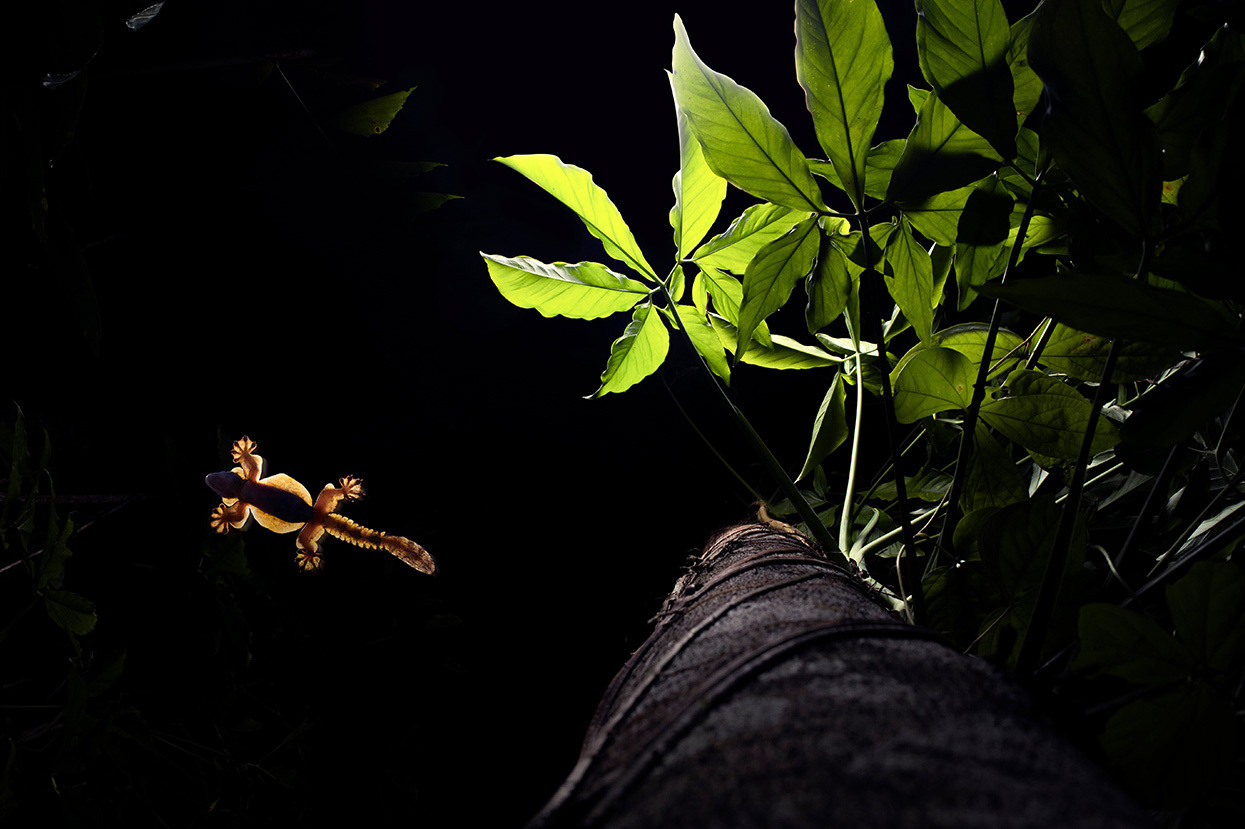 Kuhl's gliding gecko (Gekko kuhli).