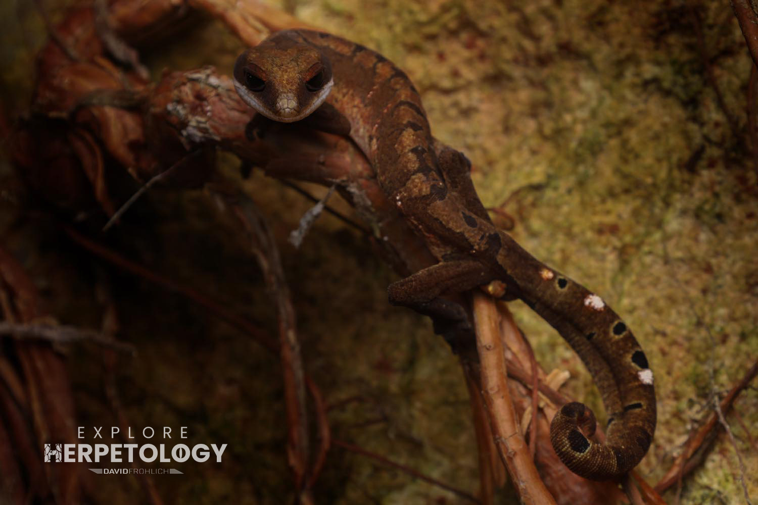 Cat gecko (Aeluroscalabotes felinus)