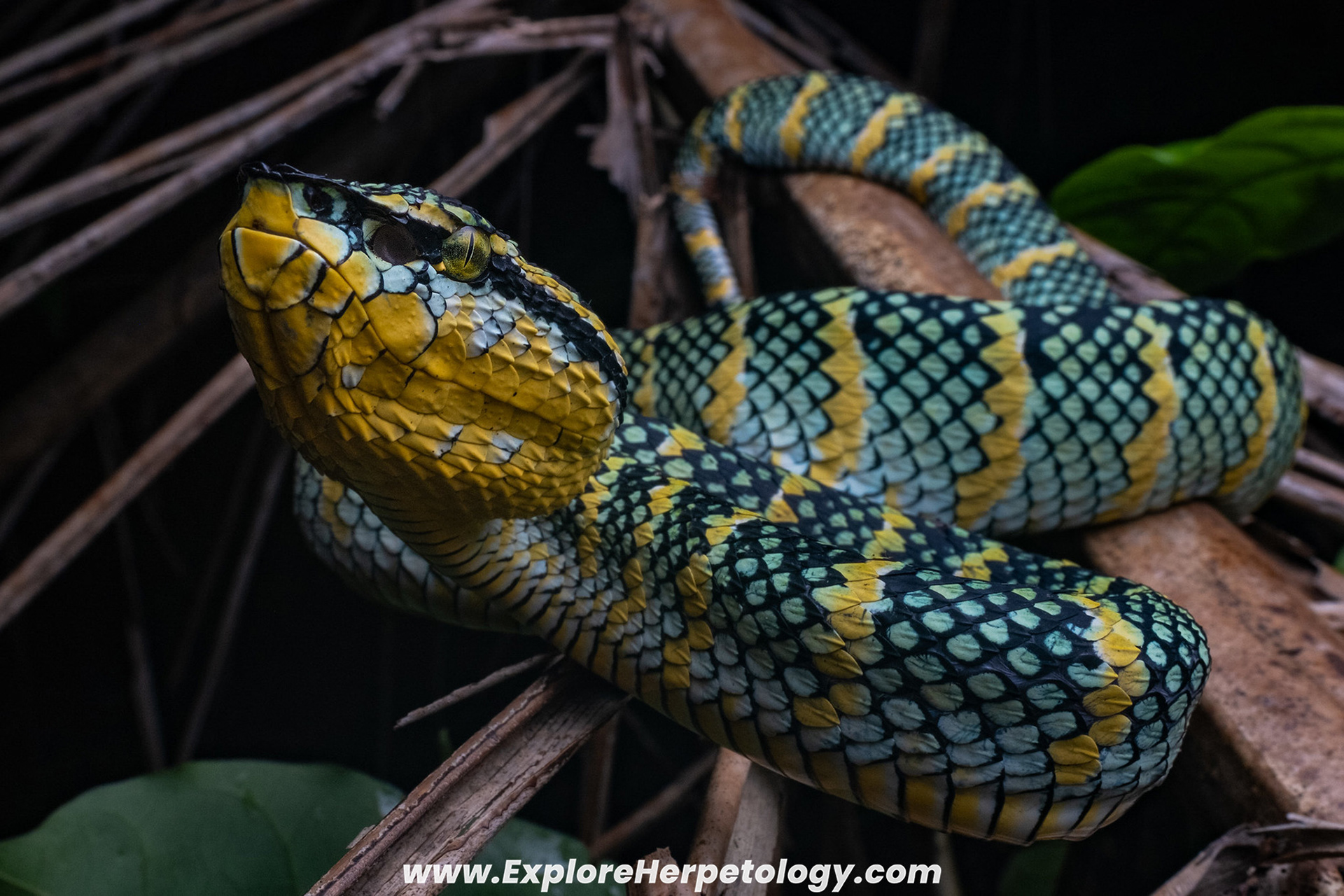 Wagler's pit viper (Tropidolaemus wagleri).