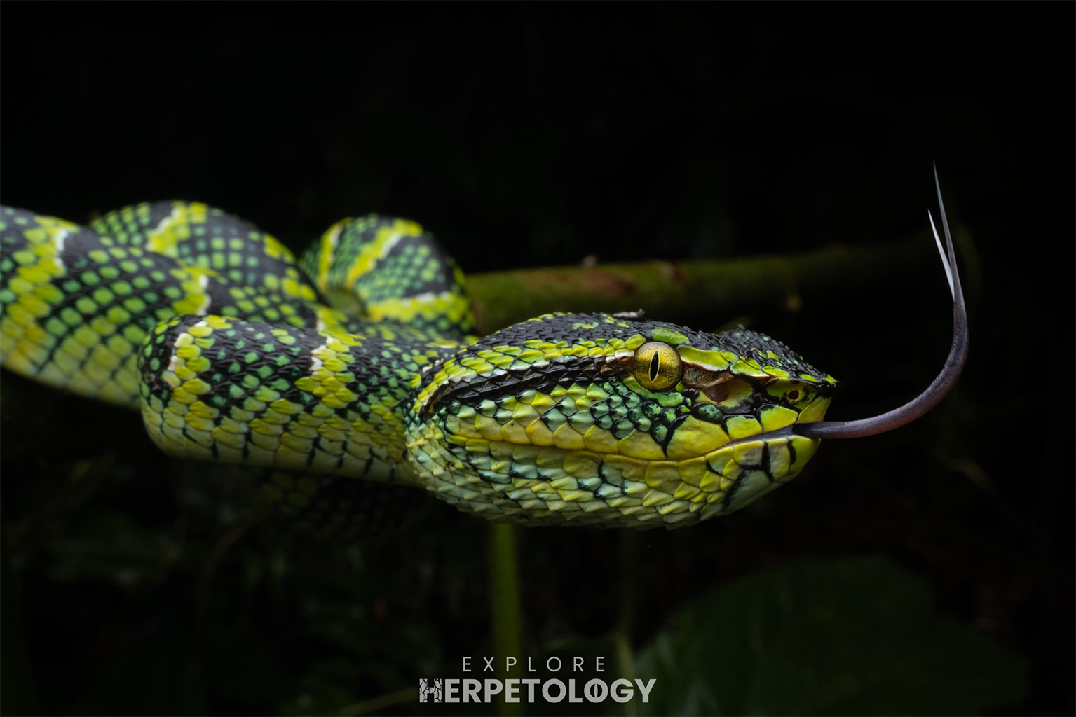 Wagler's pit viper (Tropidolaemus wagleri)