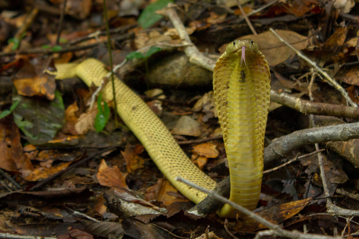 Sumatran cobra (Naja sumatrana)