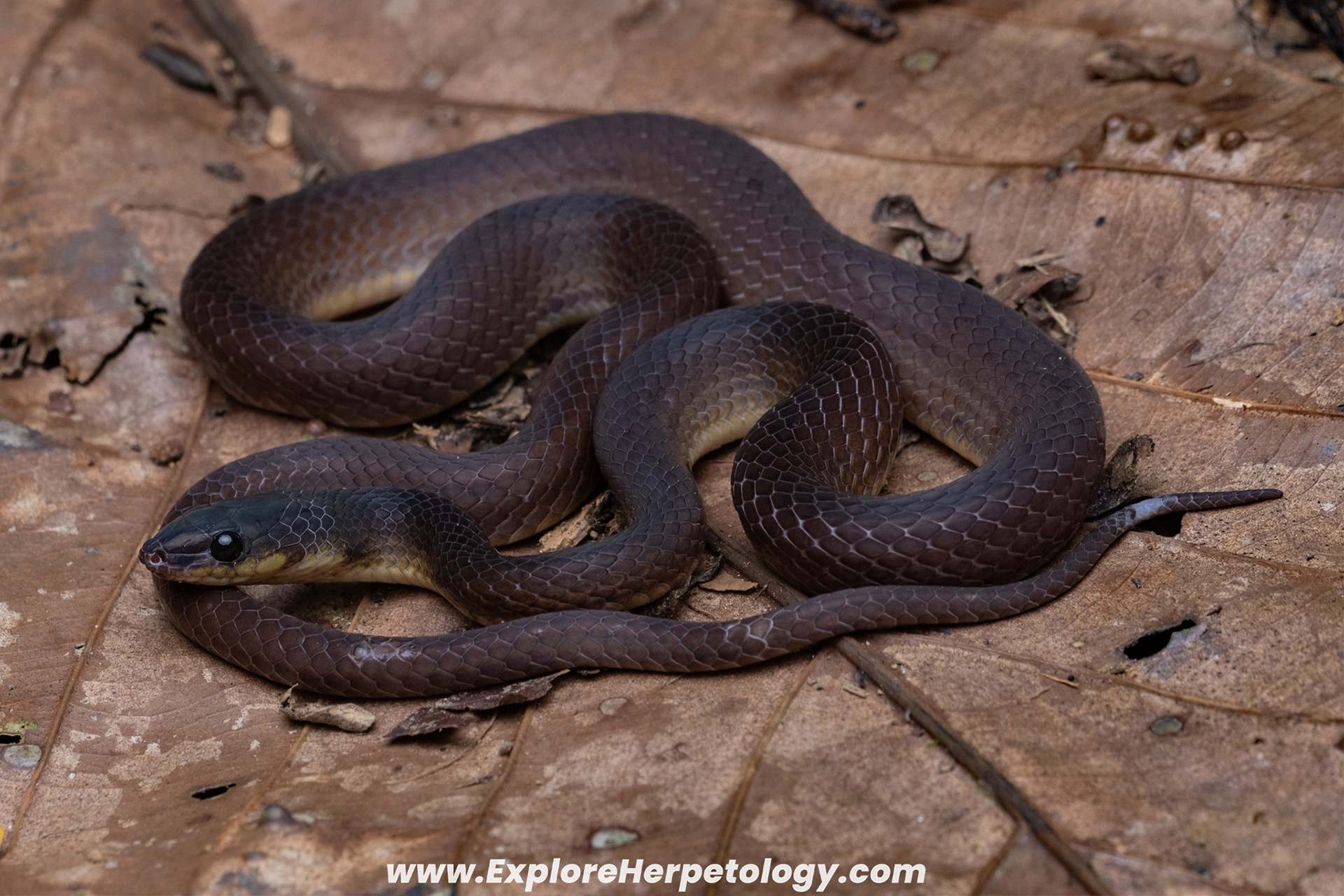 Philippine shrub snake (Oxyrhabdium modestum).
