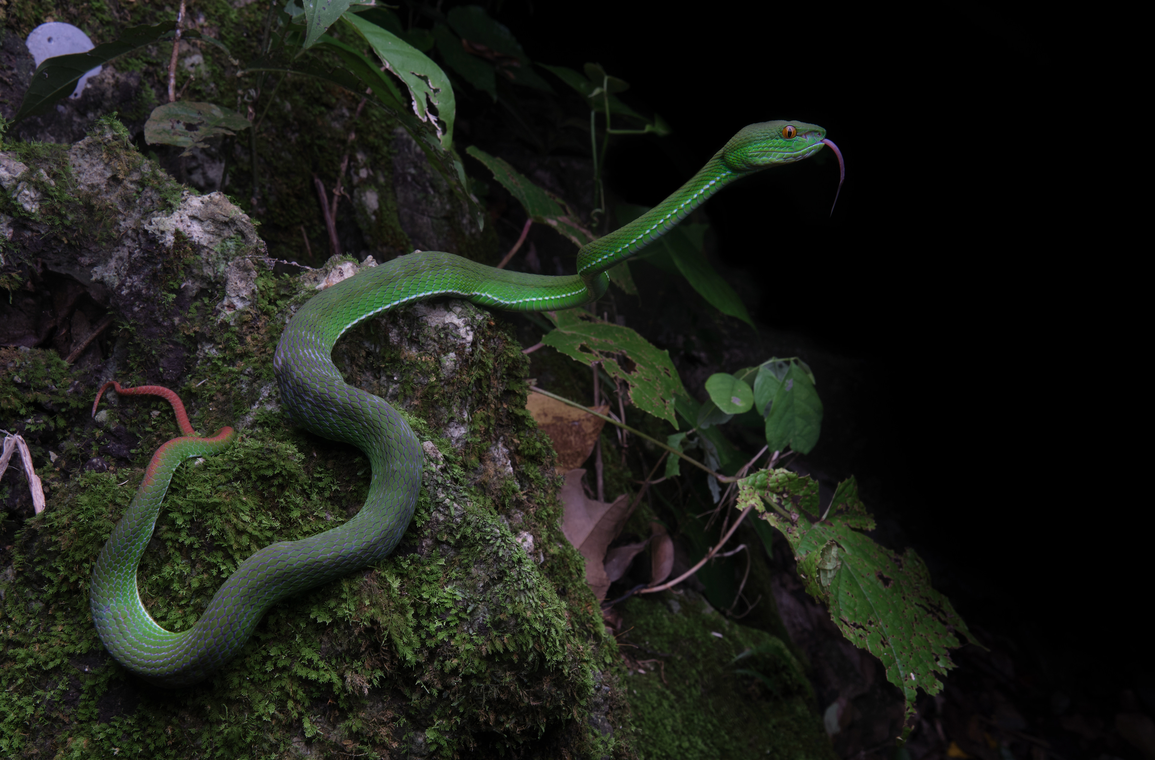 White-lipped pit viper (Trimeresurus cf. albolabris)