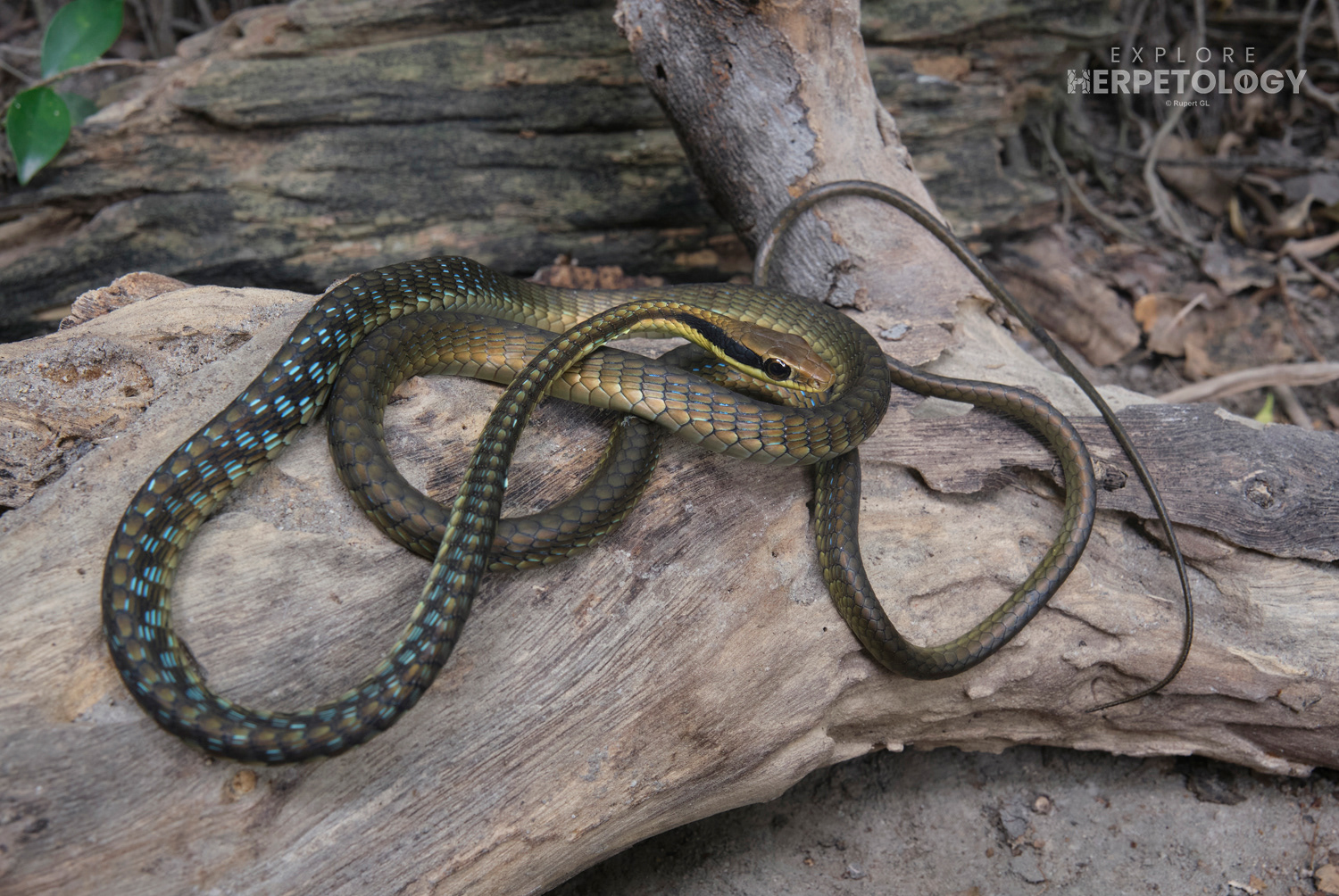 Nganson bronzeback (Dendrelaphis ngansonensis).