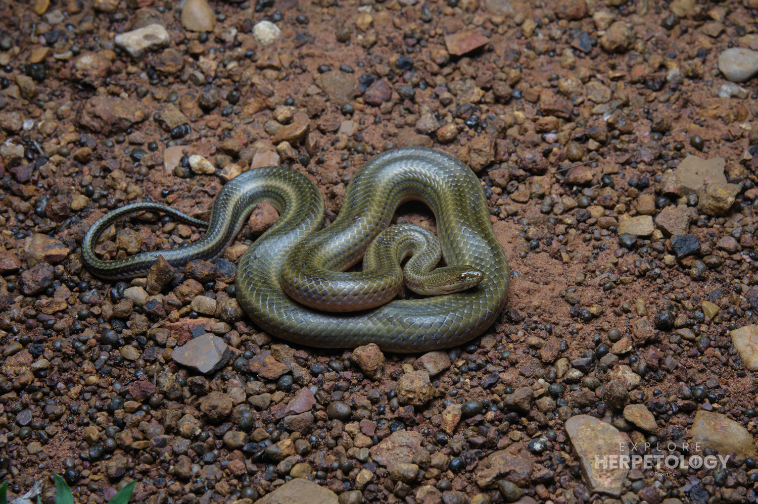 Rainbow water snake (Enhydris enhydris).