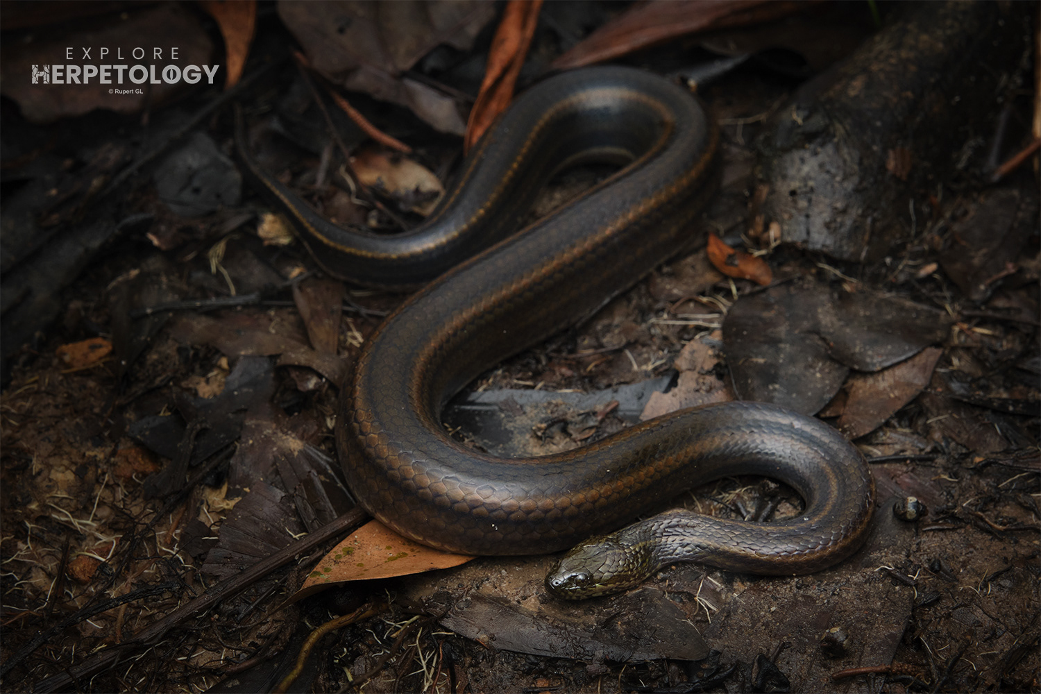 Rainbow mud snake (Enhydris enhydris)