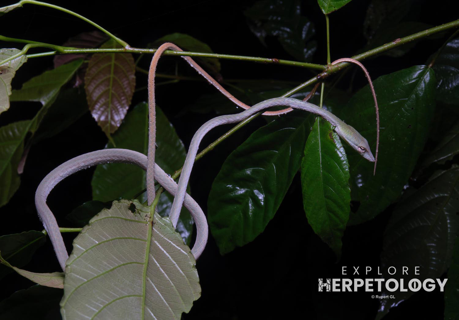 Oriental vine snake (Ahaetulla prasina)