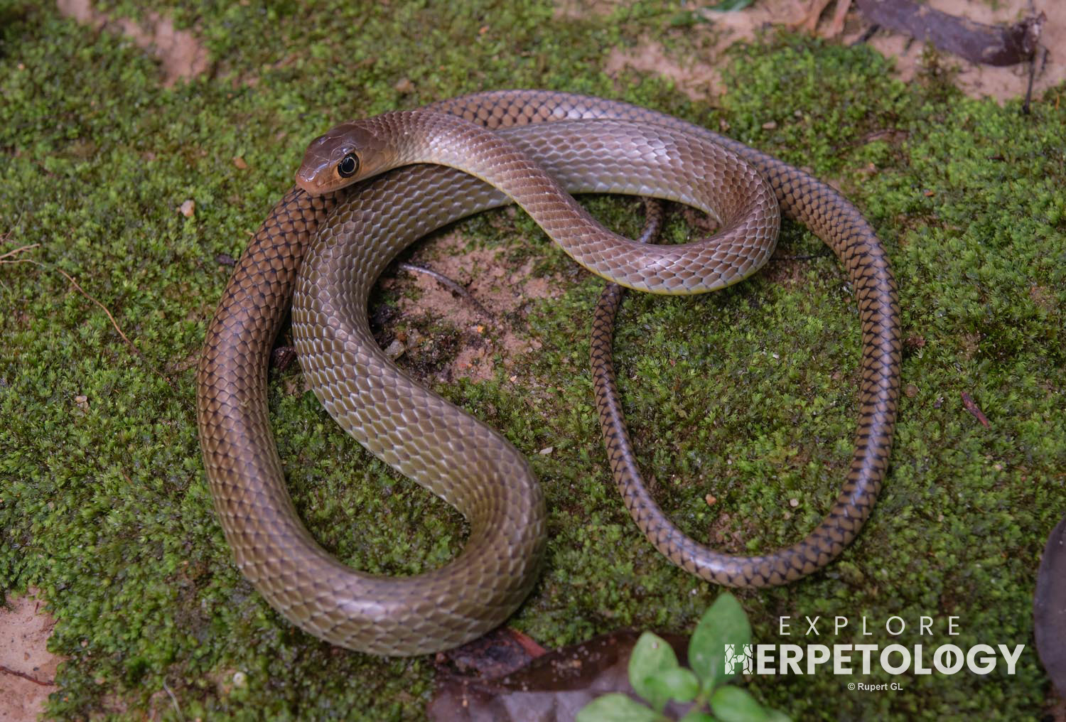 Indo-chinese rat snake (Ptyas korros)