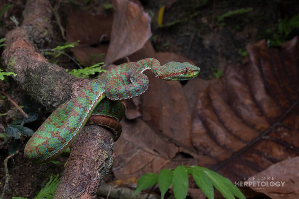 Adult male Trimeresurus phuketensis (Phuket pit viper)