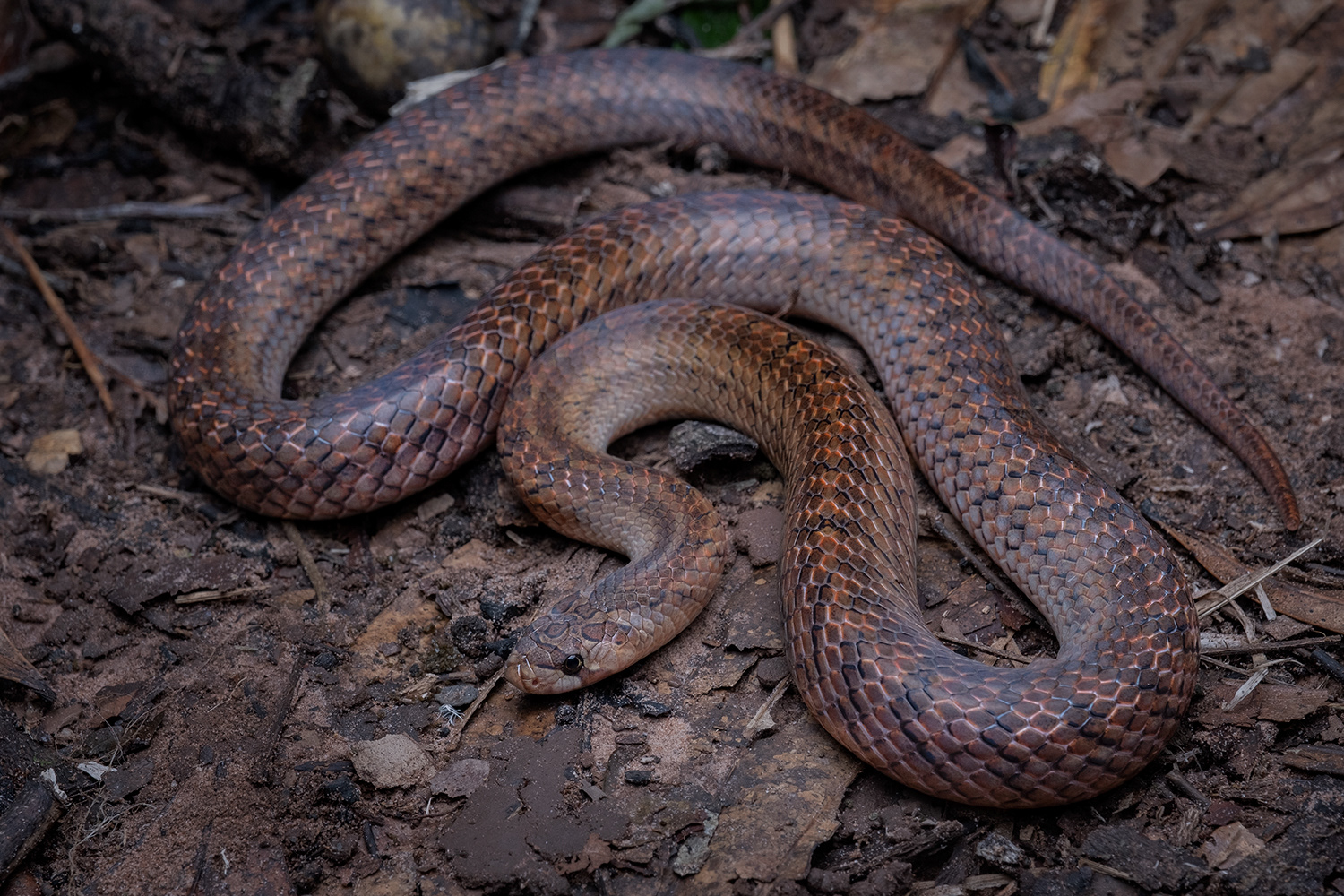 Joynson's kukri snake (Oligodon joynsoni).