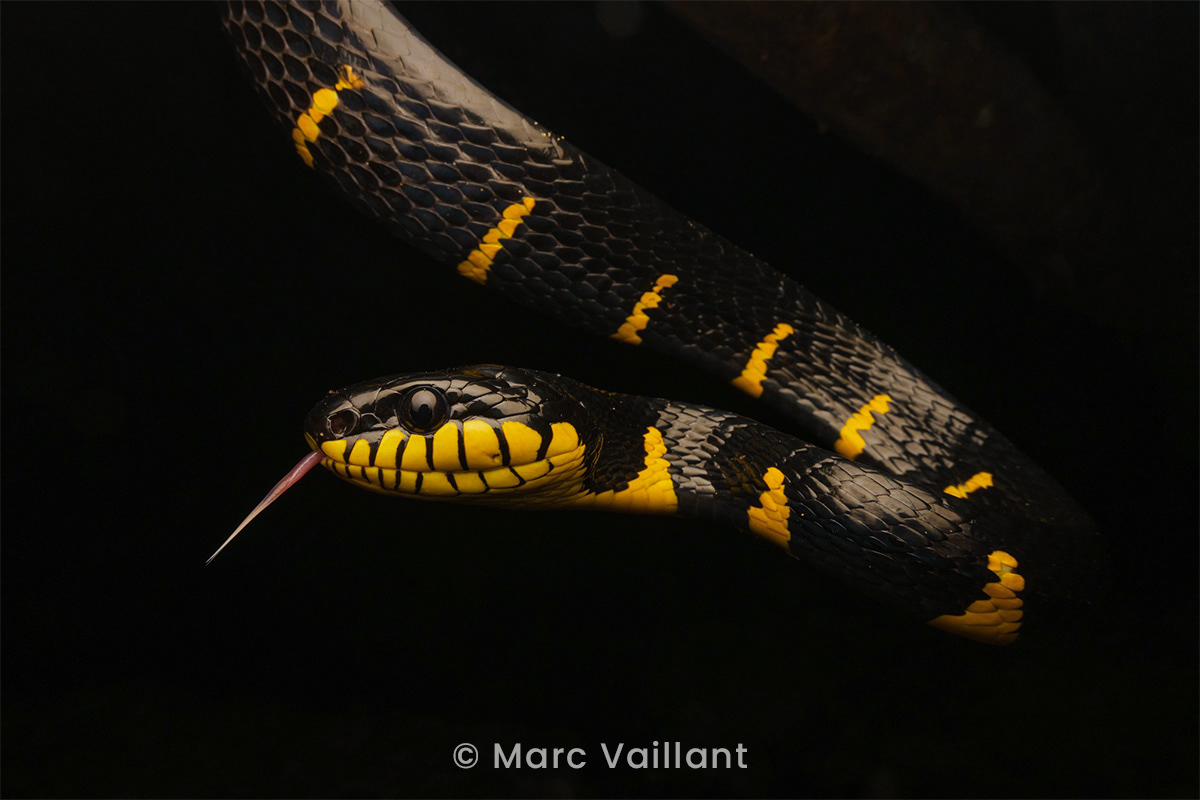 Mangrove cat snake (Boiga melanota)..