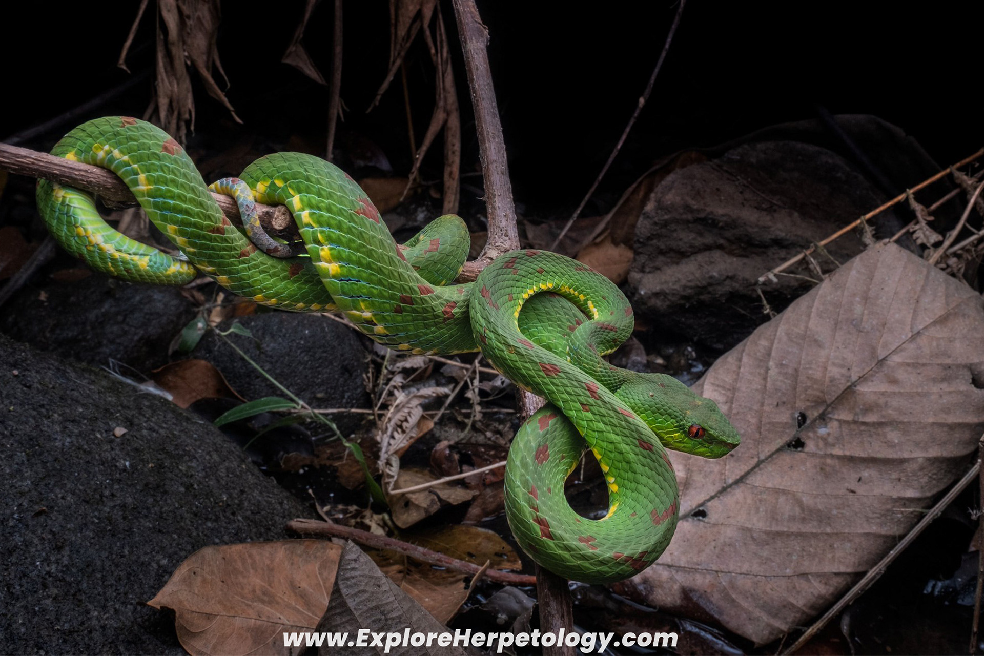 Adult female Philippine pit viper (Trimeresurus flavomaculatus).
