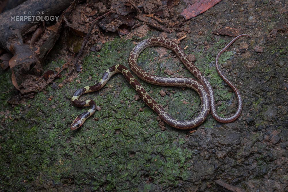 Malayan bridle snake (Lycodon subannulatus)