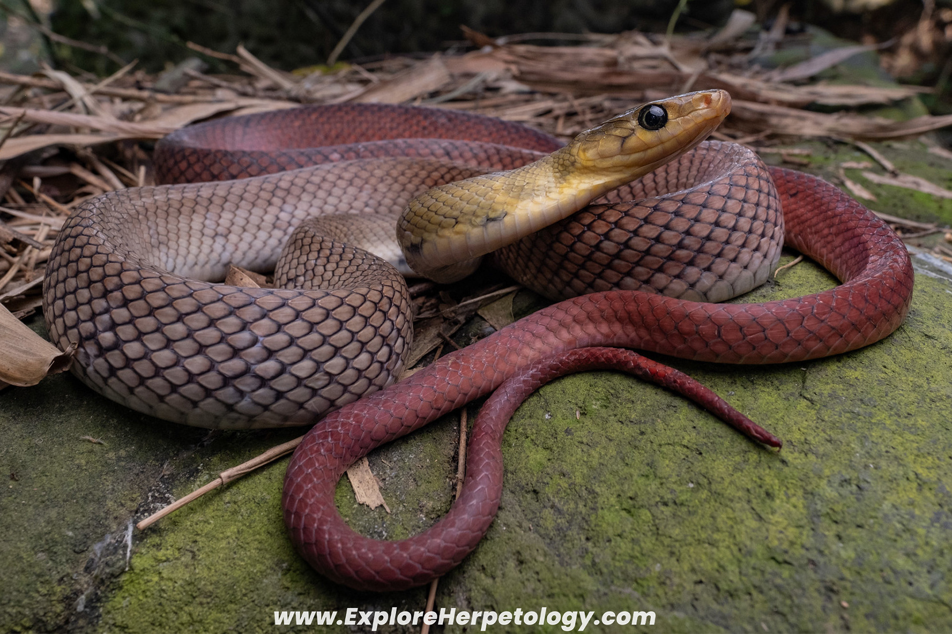 Mindanao red-tailed ratsnake (Coelognathus erythrurus).