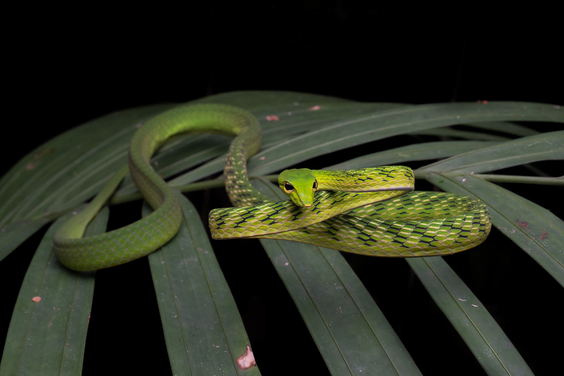 Malayan vine snake (Ahaetulla prasina)