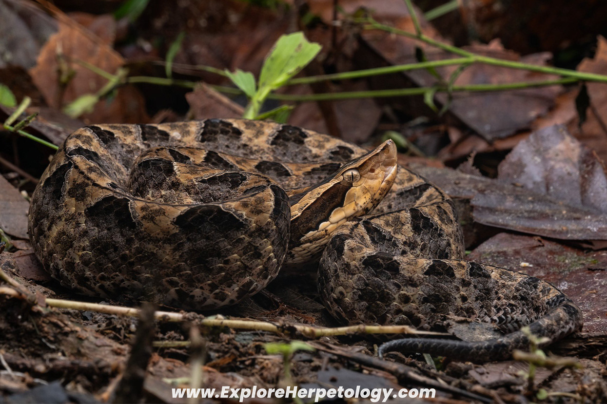 Malayan pit viper (Calloselasma rhodostoma).