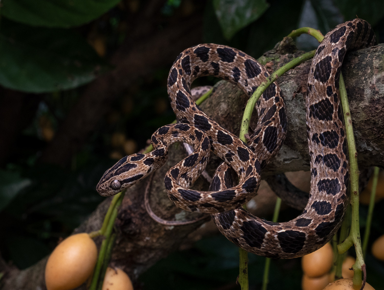 Many-spotted cat snake (Boiga multomaculata).