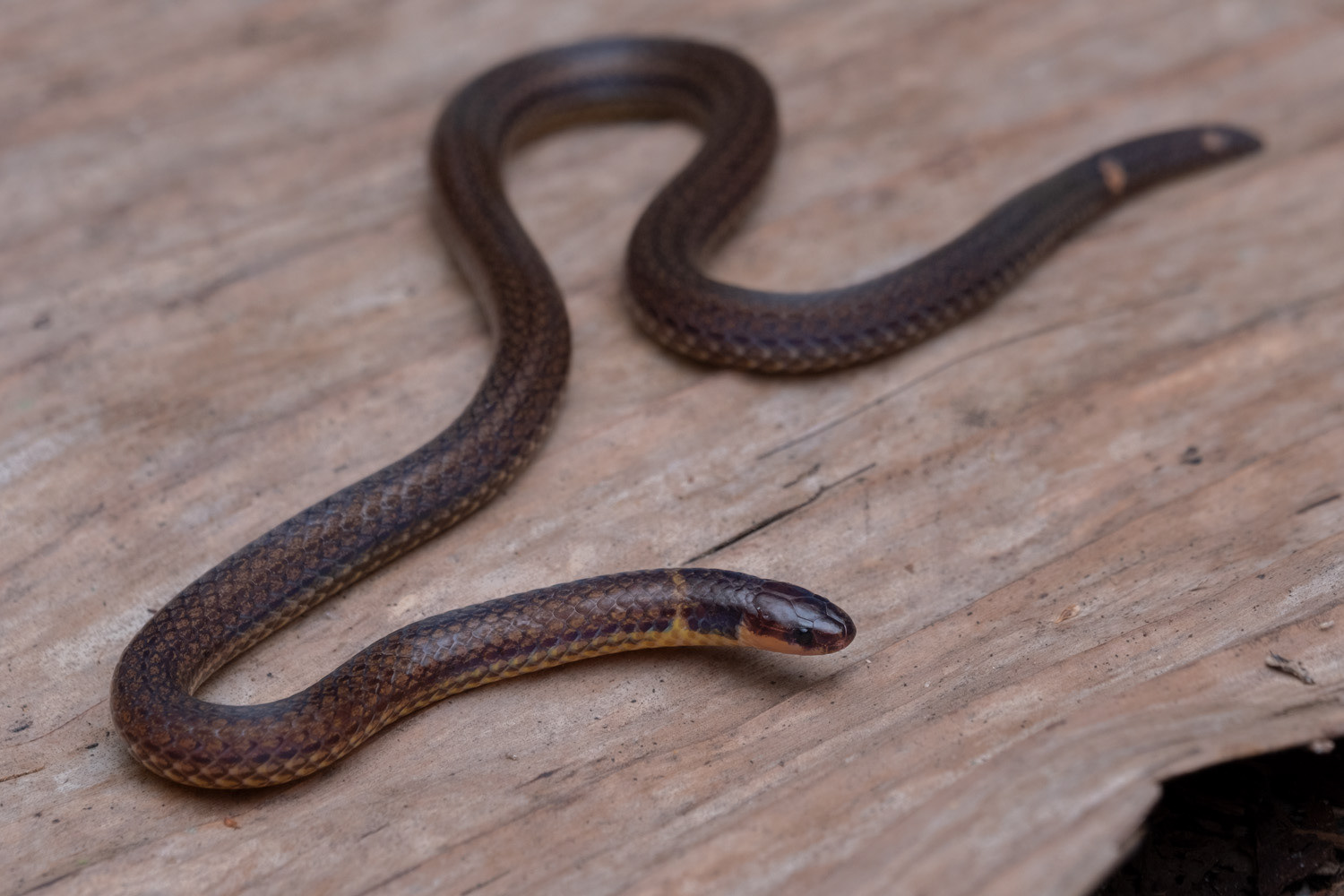 Collared reed snake (Calamaria pavimentata).