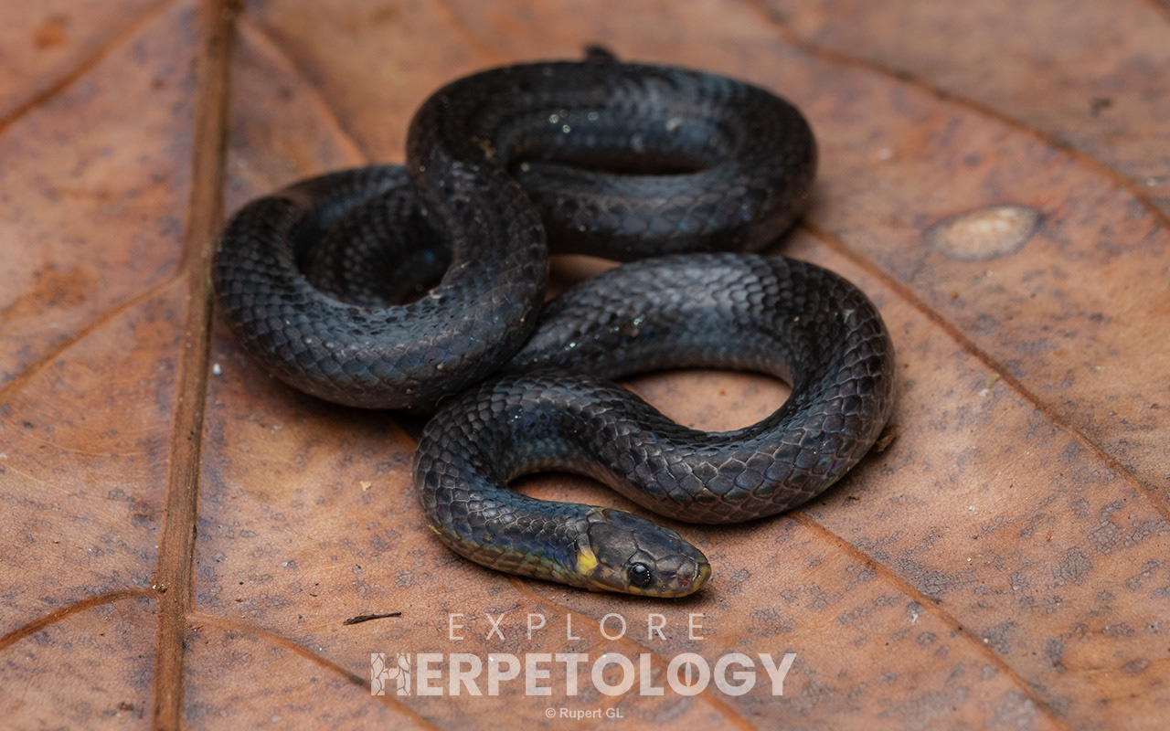 Williamson's reed snake (Collorhabdion williamsoni)