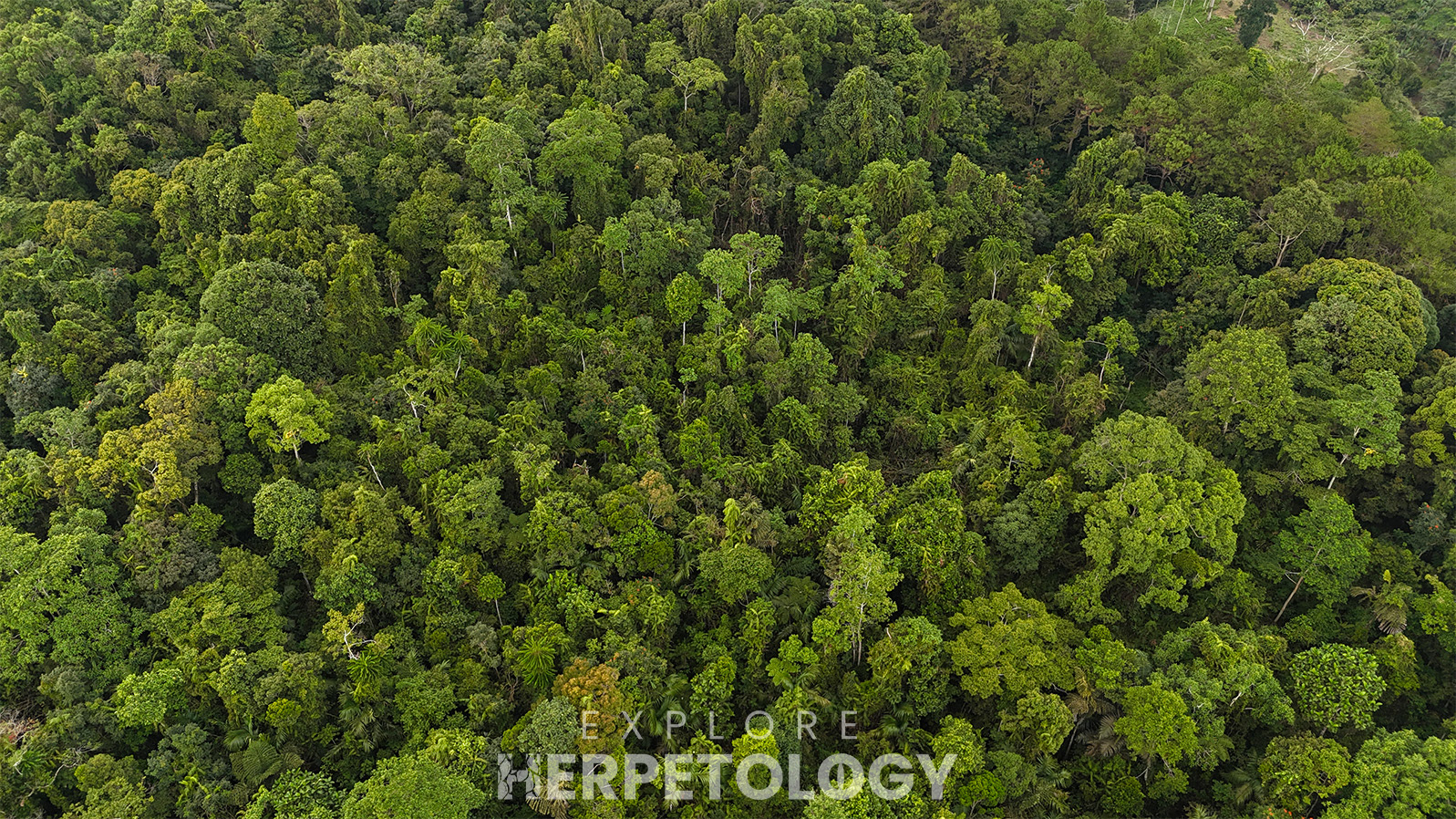 Lush highland rainforest in Toril.