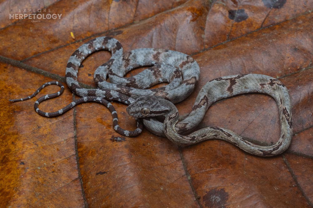 Juvenile Dog-toothed cat snake (Boiga cynodon)