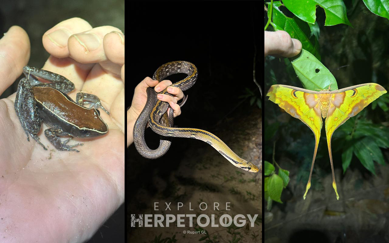 Left to right: Abavorana luctuosa, Coelognathus flavolineatus, Actias maenas
