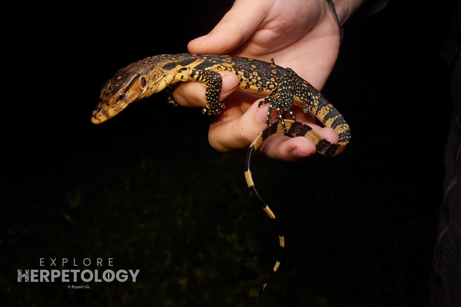 Water monitor (Varanus salvator)